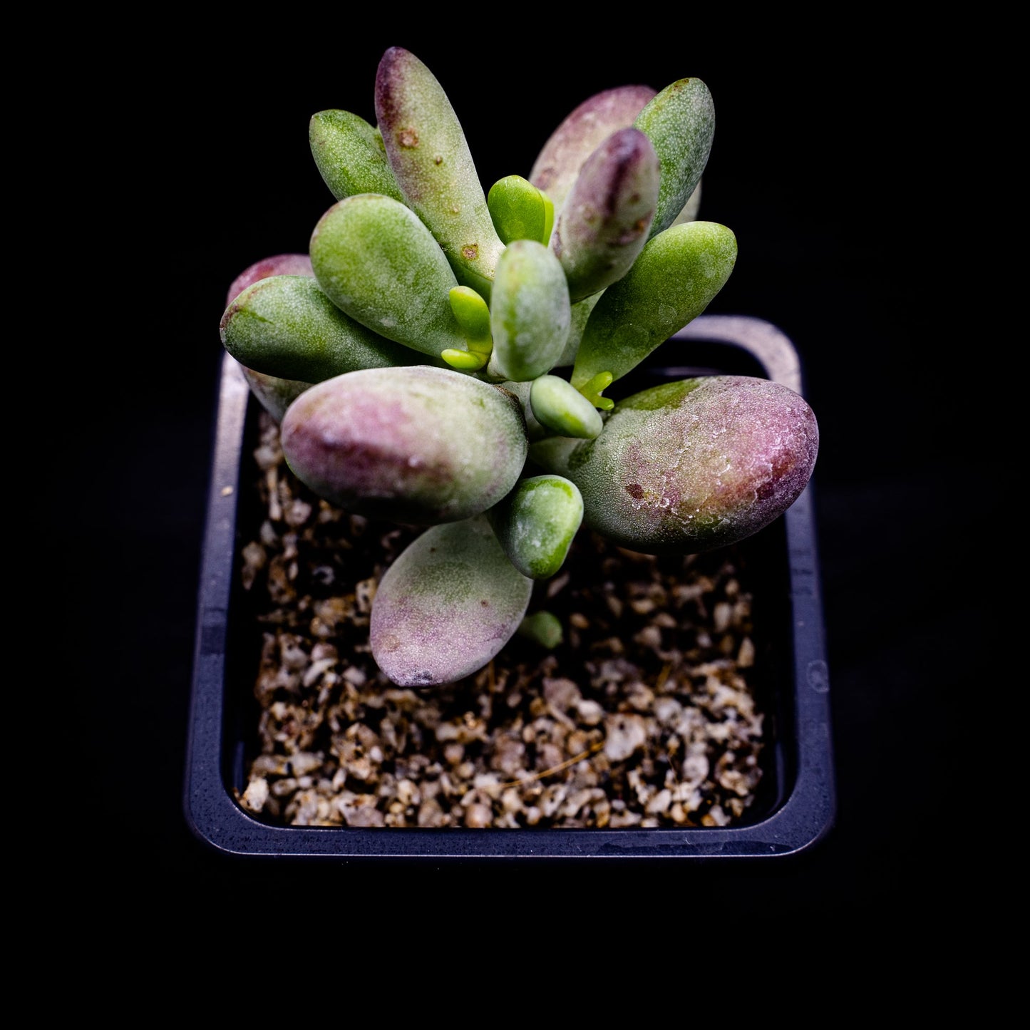 Cotyledon orbiculata var. oophylla - cactusandes
