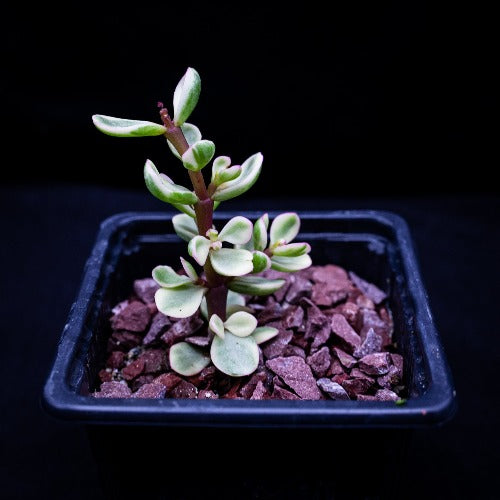 Crassula afra variegada - cactusandes