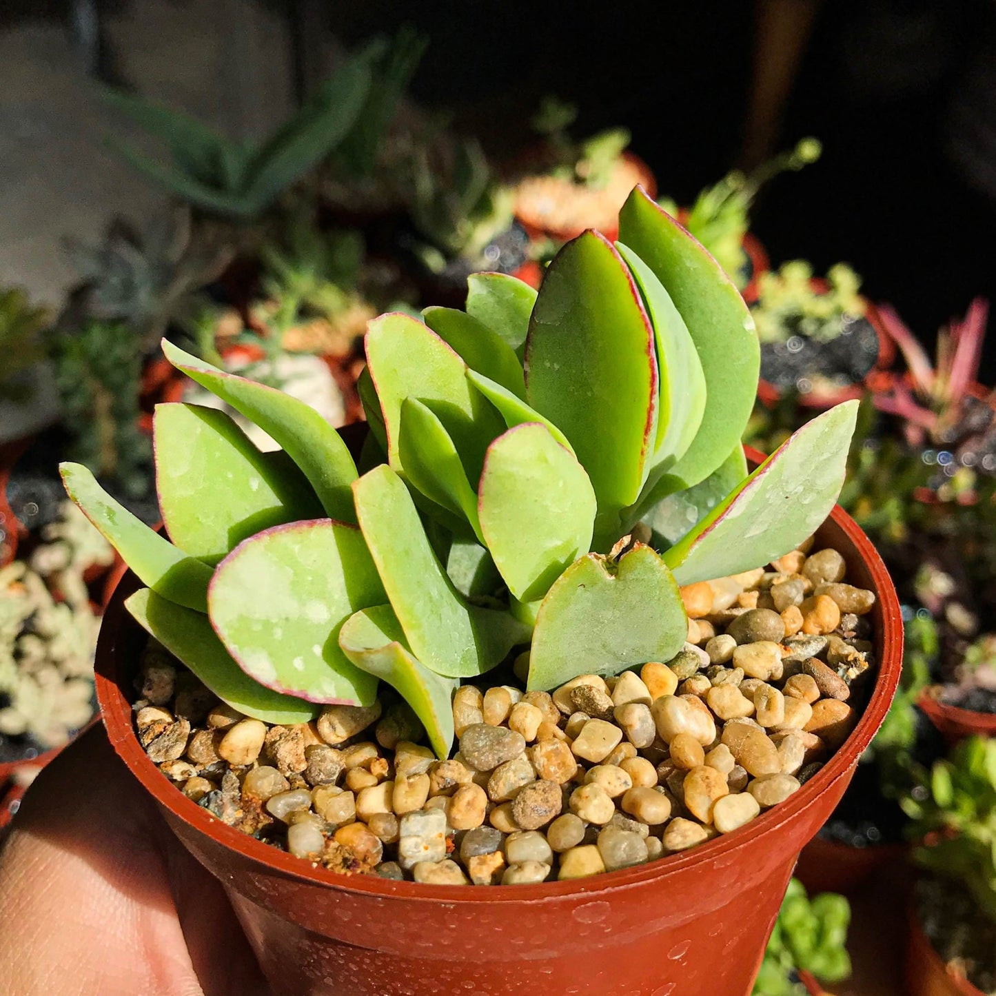 Crassula arborescens "Curly Green" - cactusandes
