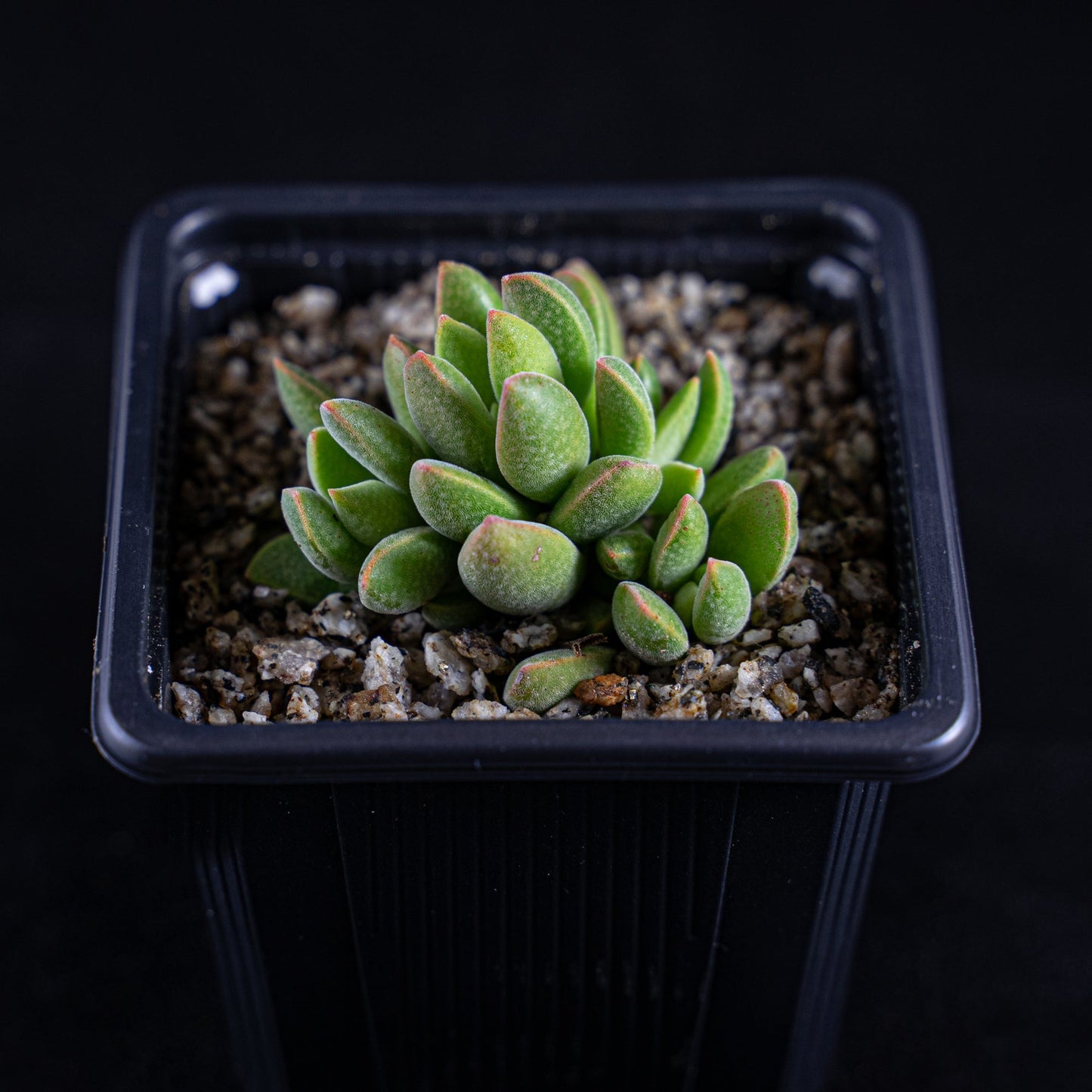 Crassula ausensis - cactusandes