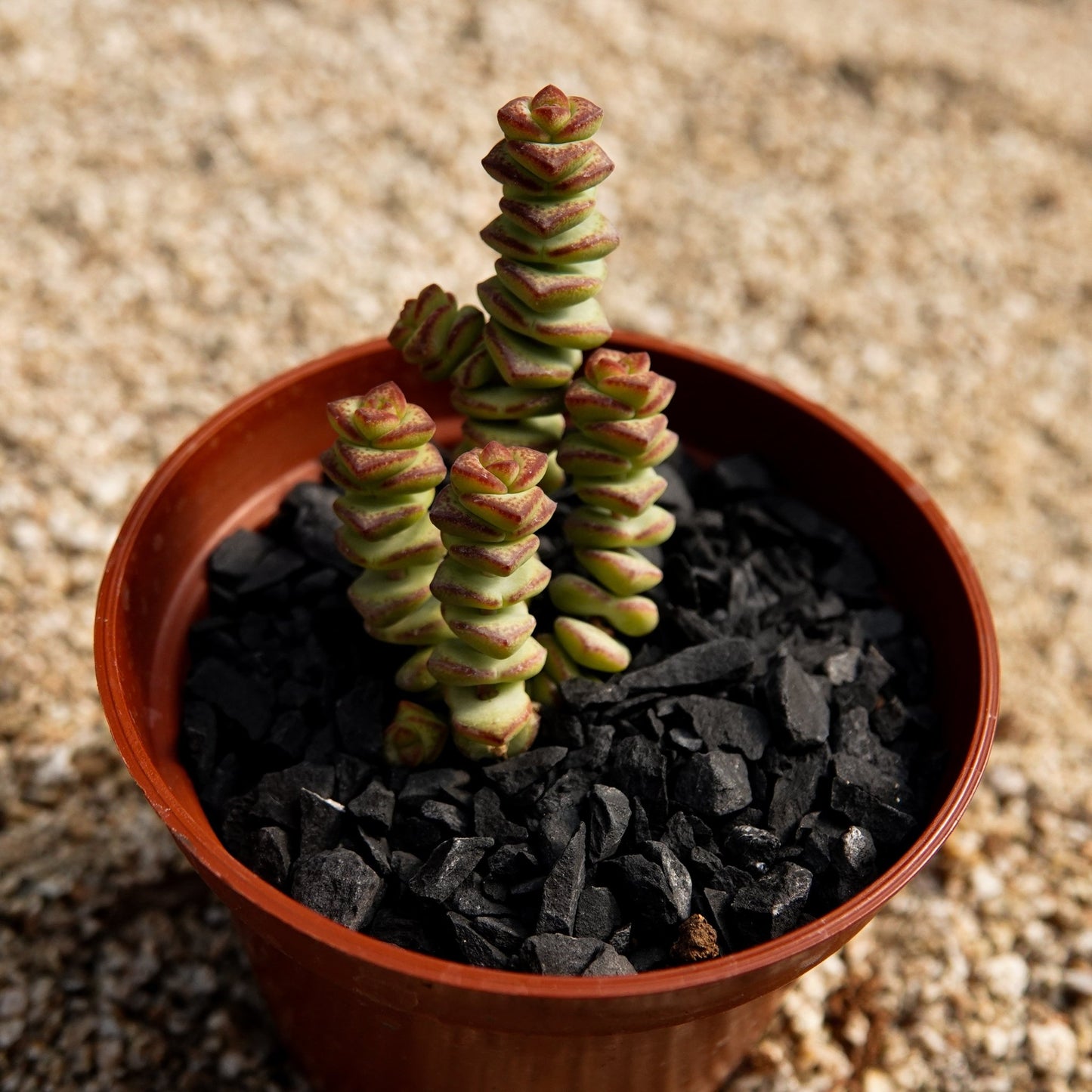 Crassula "Baby's Necklace" - cactusandes