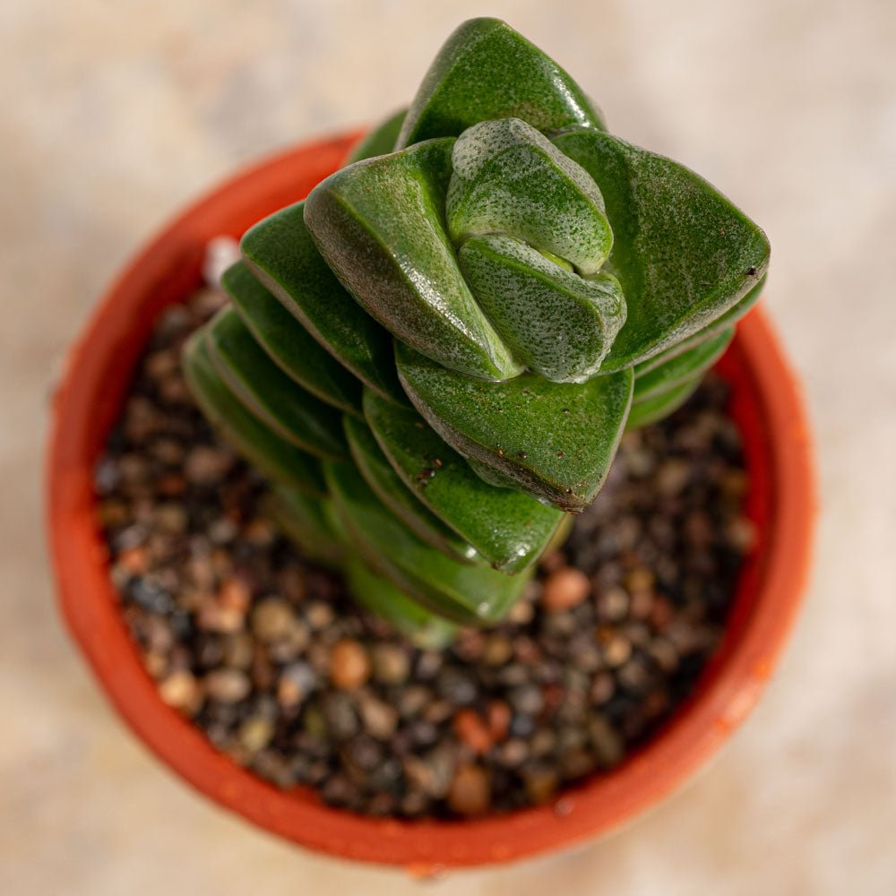 Crassula "Moonglow" - cactusandes