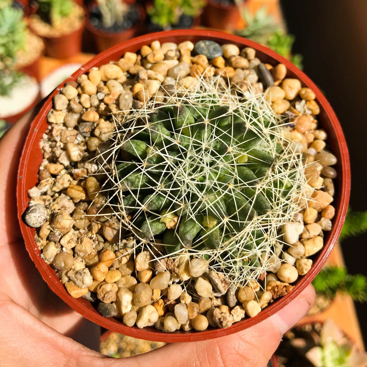Mammillaria decipiens - cactusandes