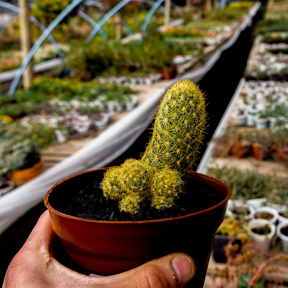 Mammillaria elongata - cactusandes