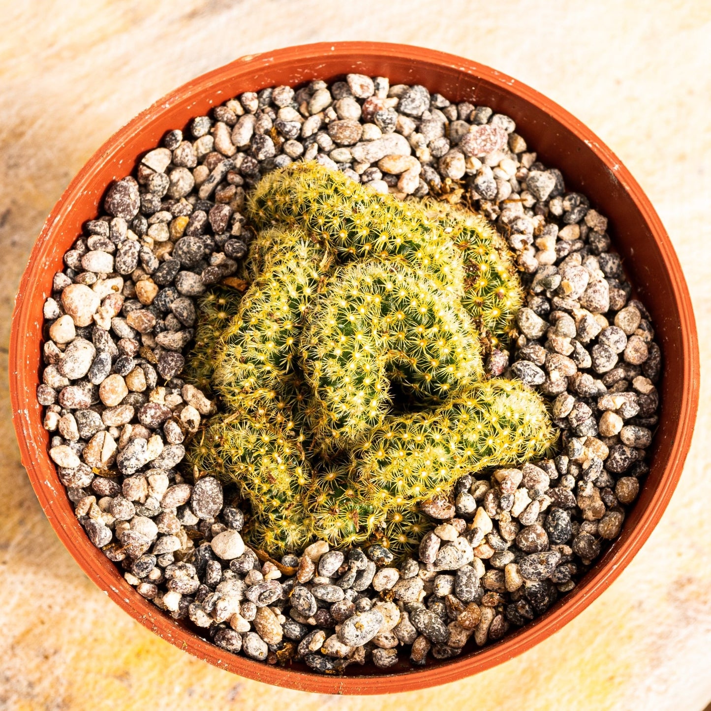 Mammillaria elongata cristata - cactusandes