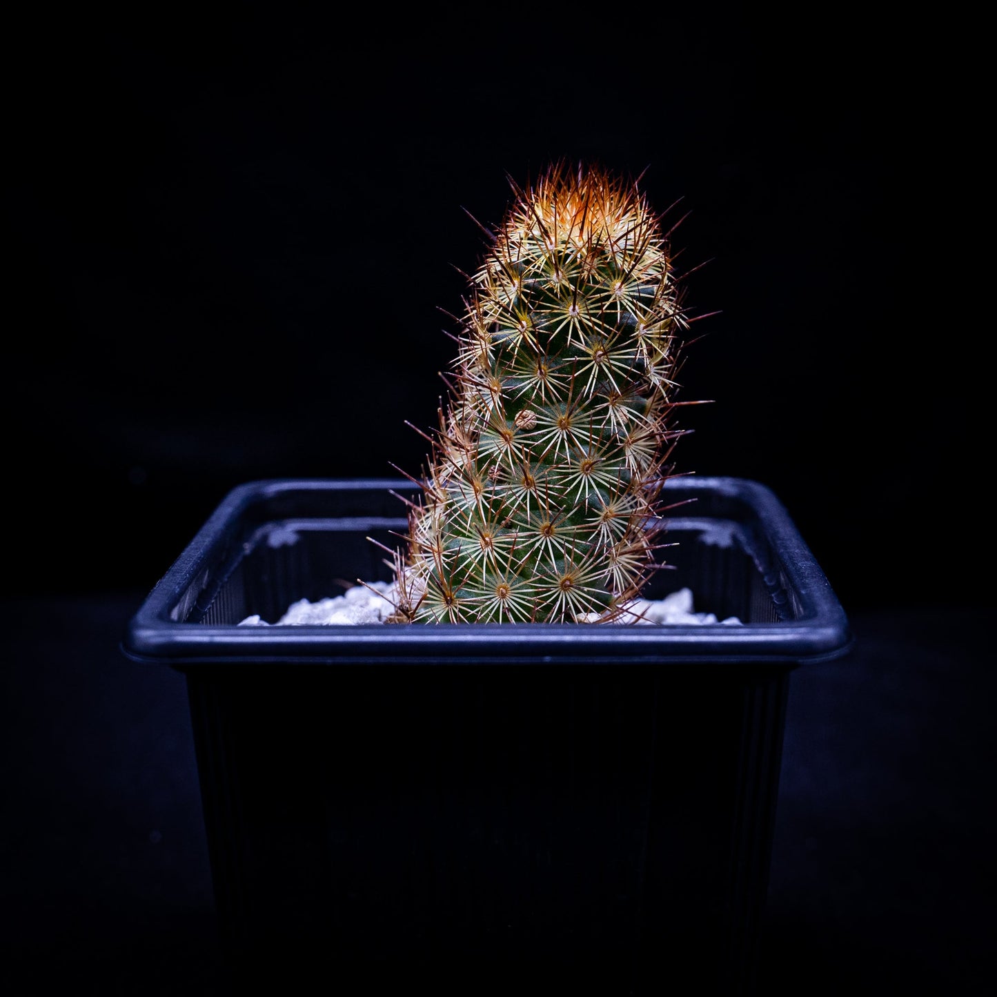 Mammillaria elongata cv. "Copper King" - cactusandes