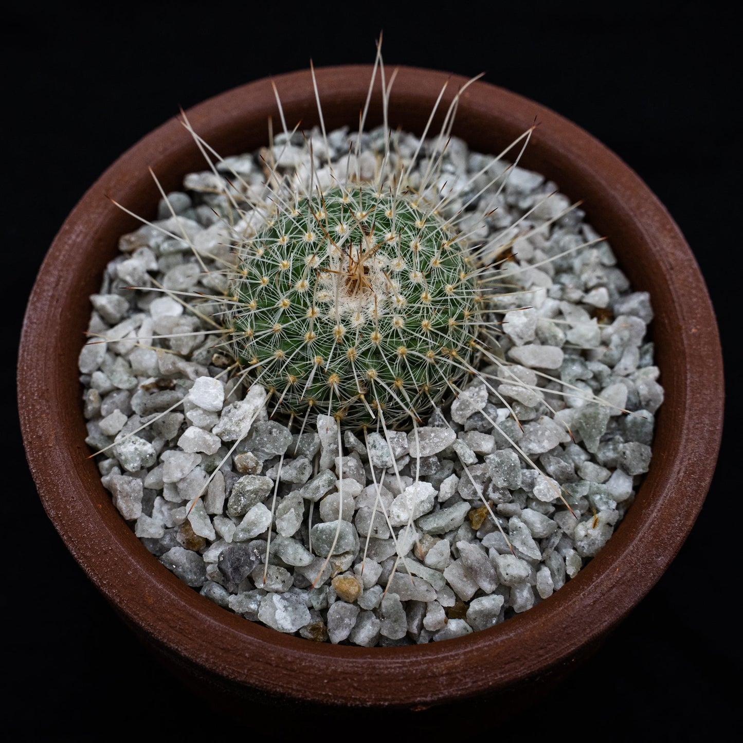 Mammillaria geminispina var. nobilis - cactusandes