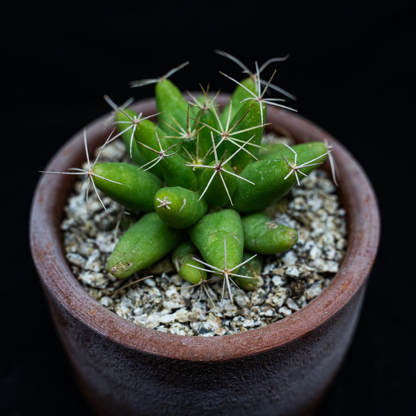 Mammillaria longimama - cactusandes