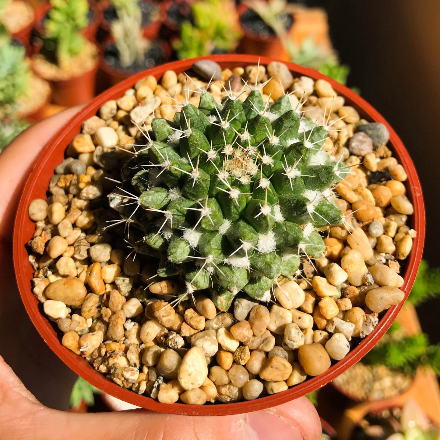 Mammillaria markisiana - cactusandes