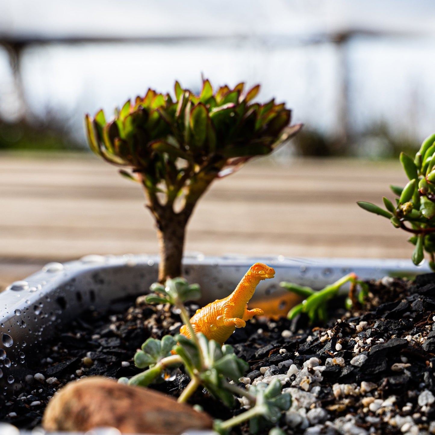 Mi Jardín Cretácico - cactusandes