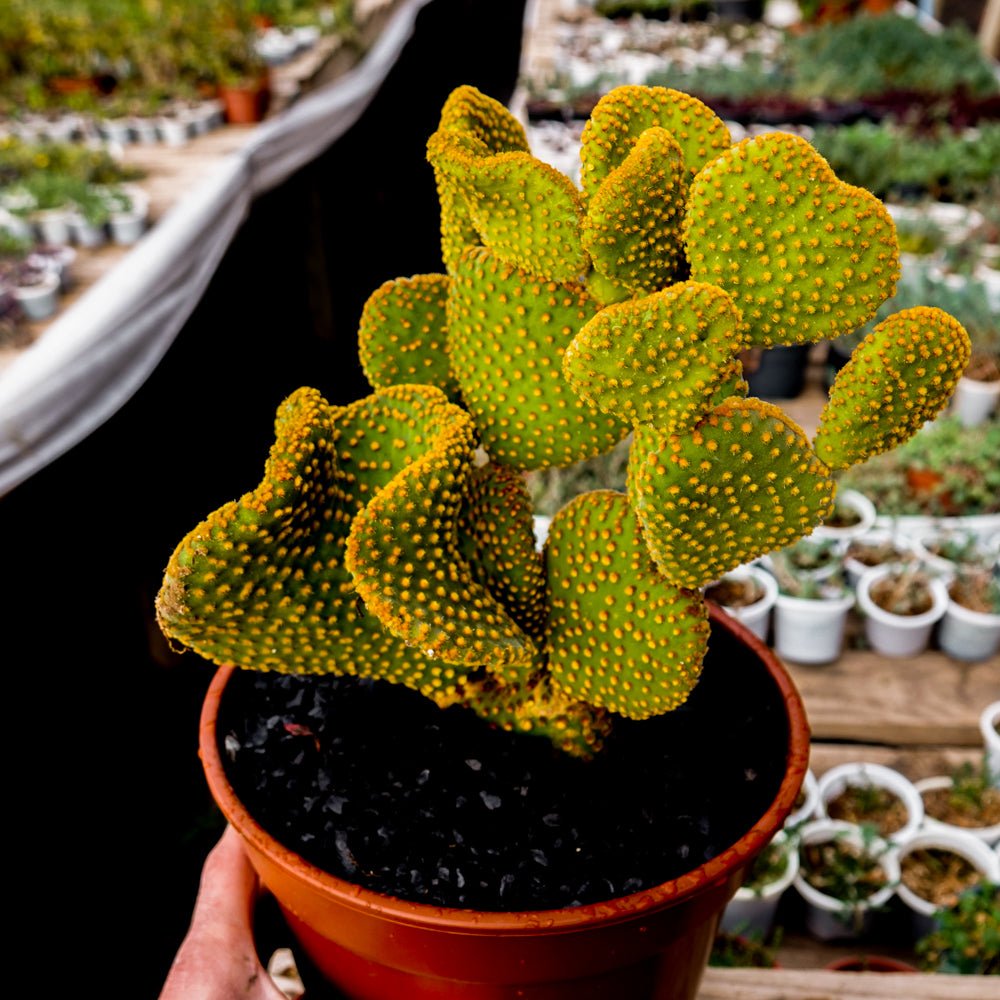 Microdasys ondulata - cactusandes