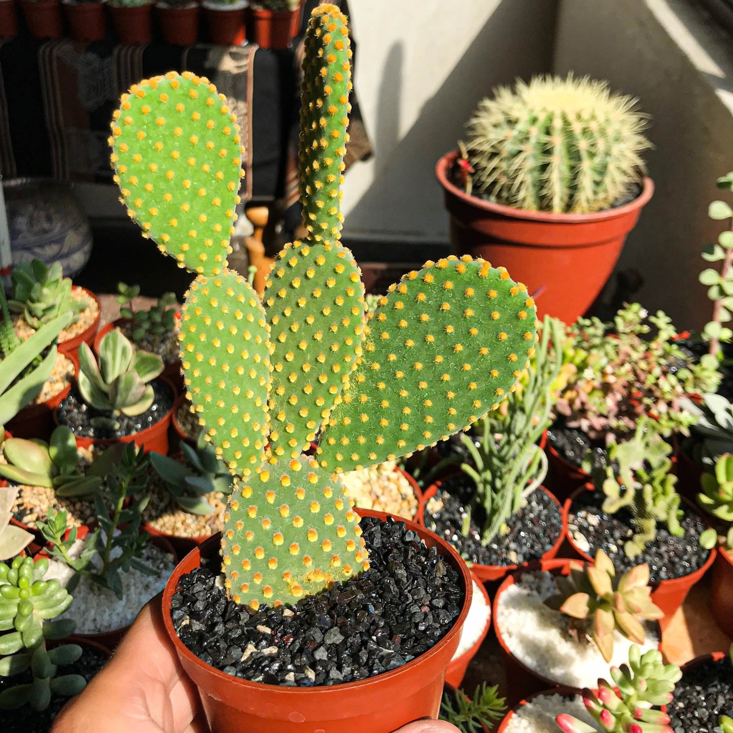 Opuntia Microdasys - cactusandes