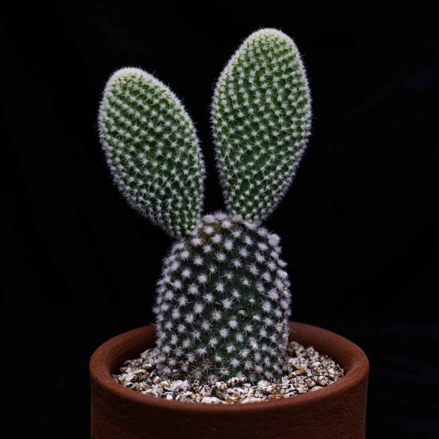 Opuntia microdasys albata var. minima - cactusandes