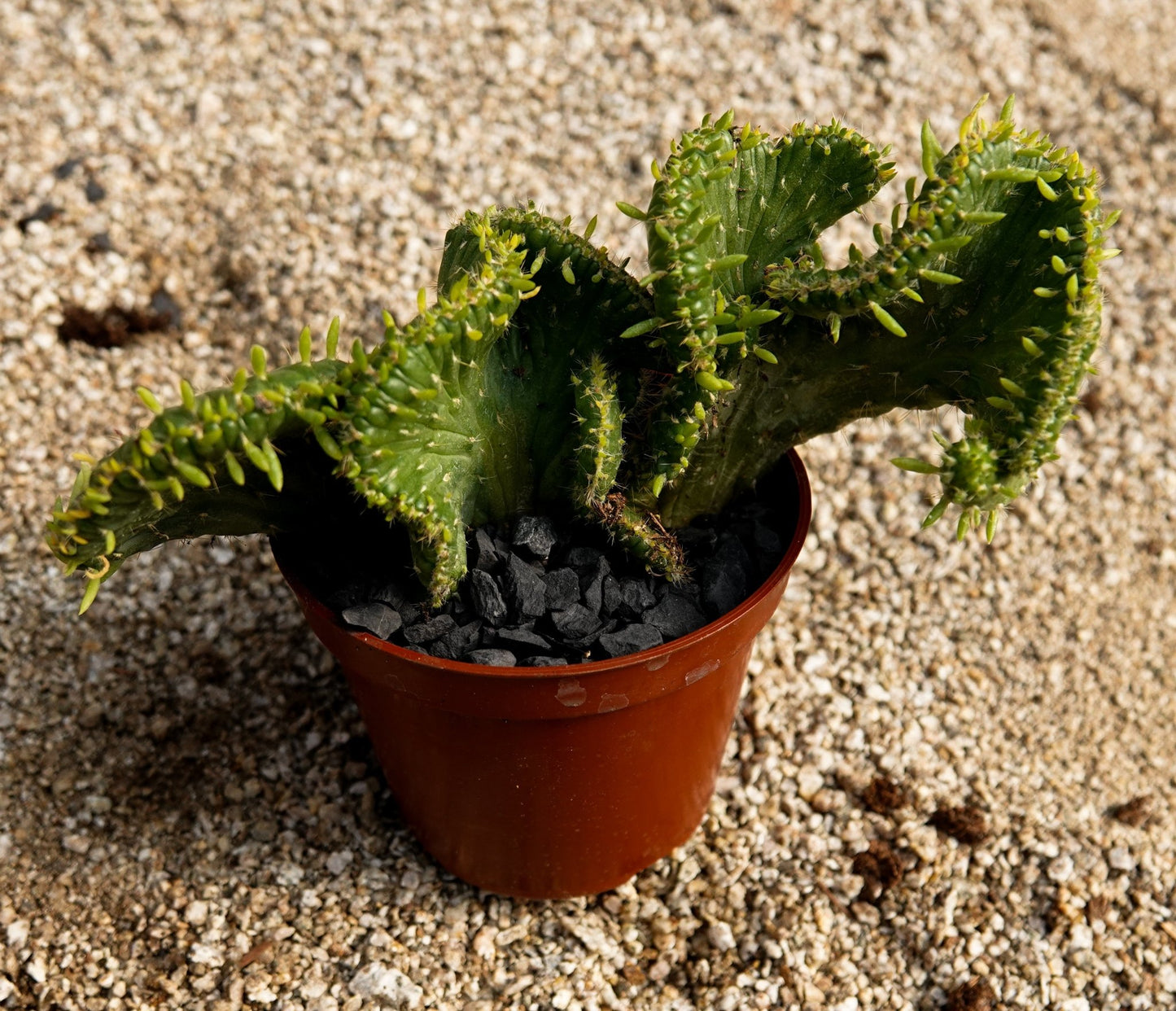 Opuntia subulata cristata - cactusandes