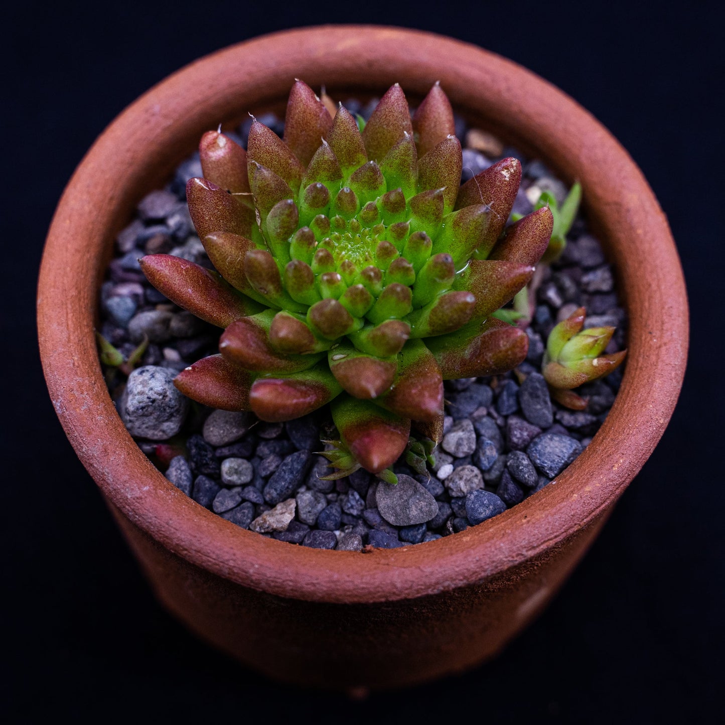 Orostachys japonica - cactusandes