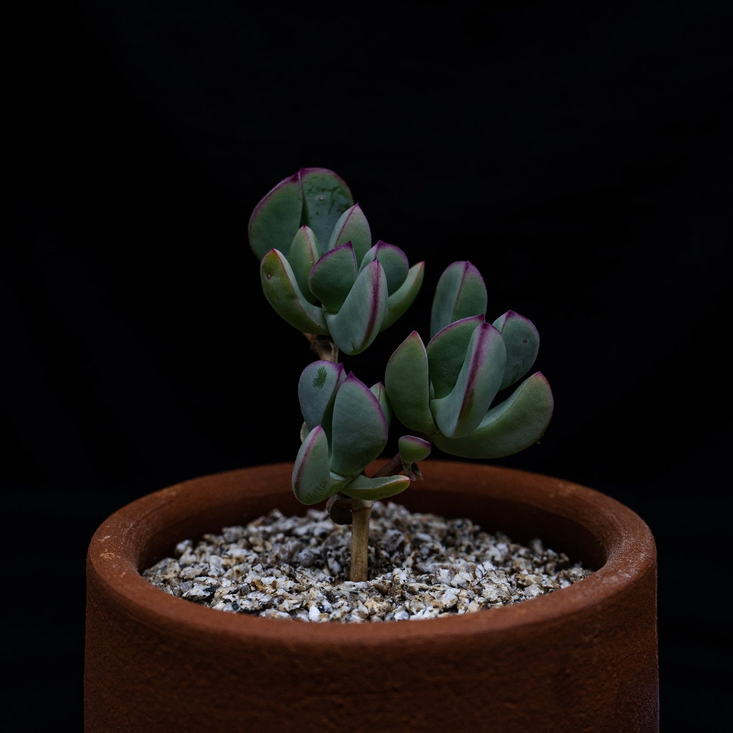 Oscularia caulescens - cactusandes