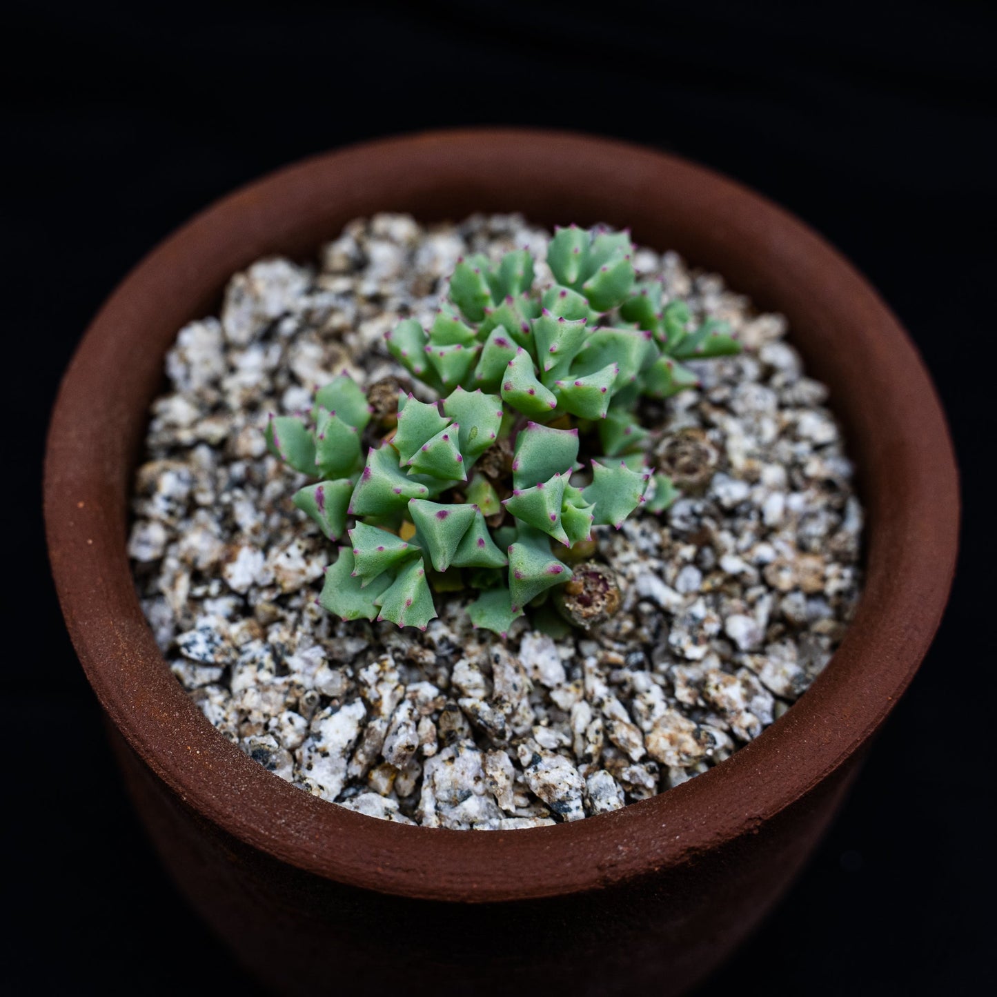 Oscularia deltoides - cactusandes