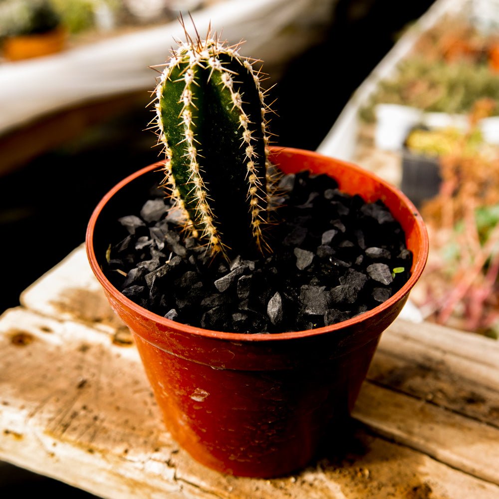 Pachycereus marginatus - cactusandes