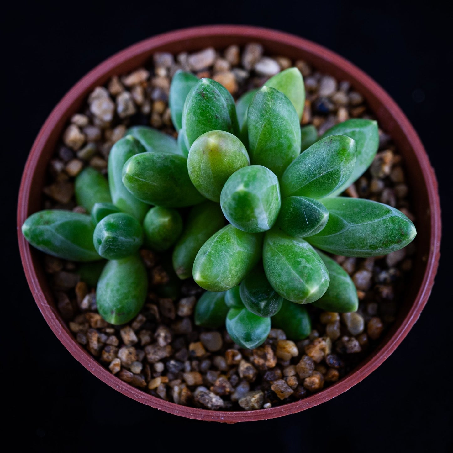 Pachyphytum compactum - cactusandes
