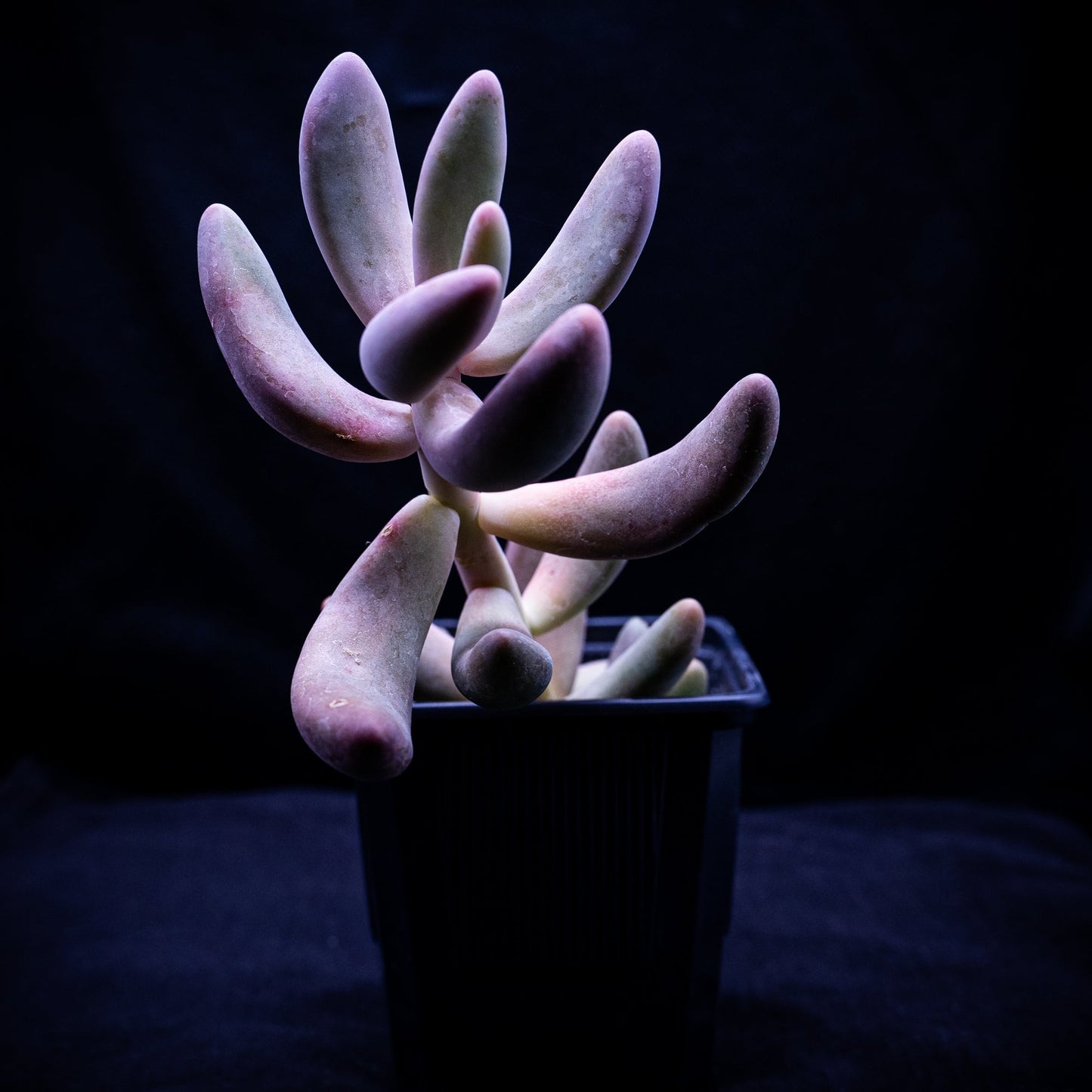 Pachysedum ganzhou - cactusandes