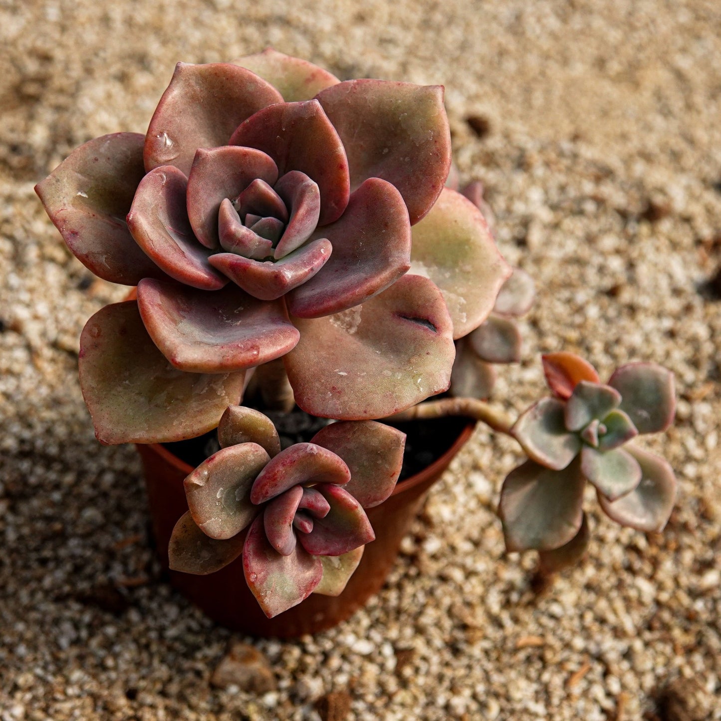 Pachyveria "Mr. Richards" - cactusandes