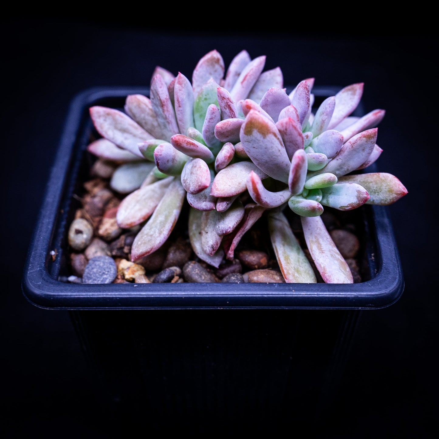 Pachyveria sp. crestada - cactusandes