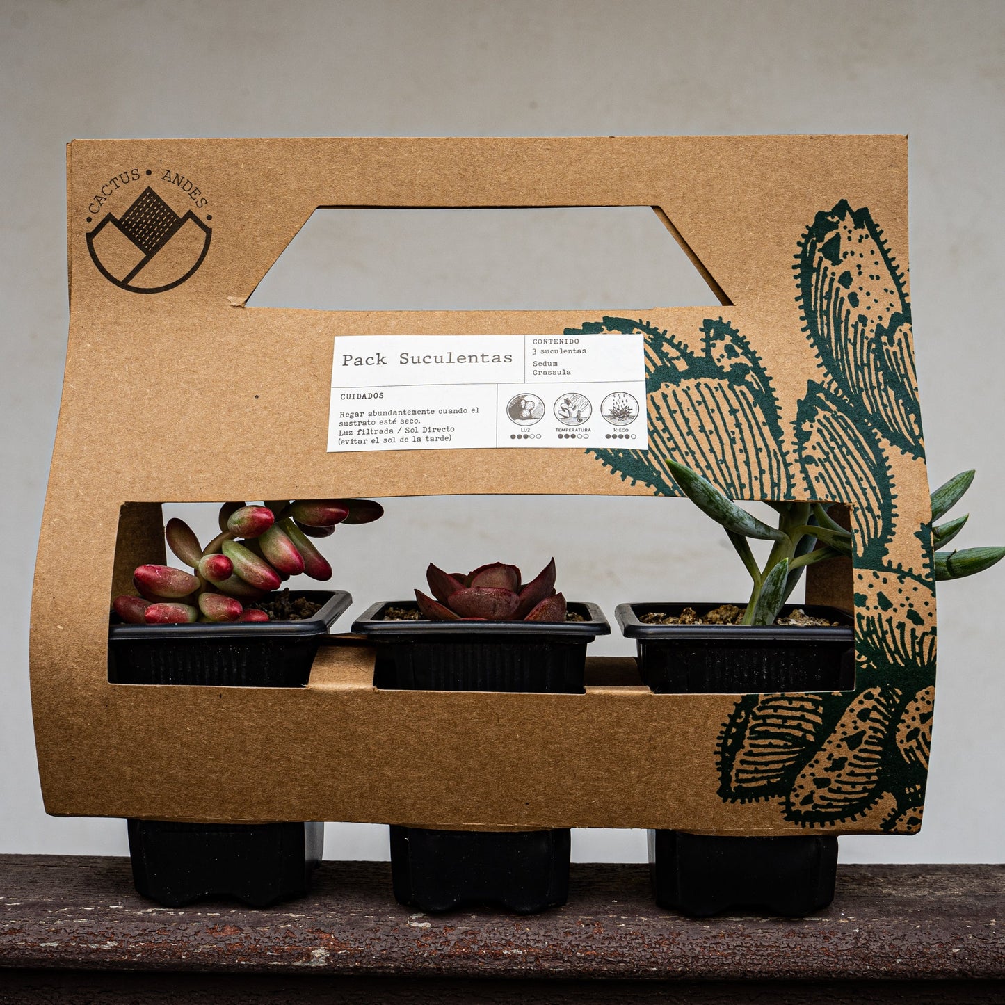 PACK 3 SUCULENTAS - cactusandes