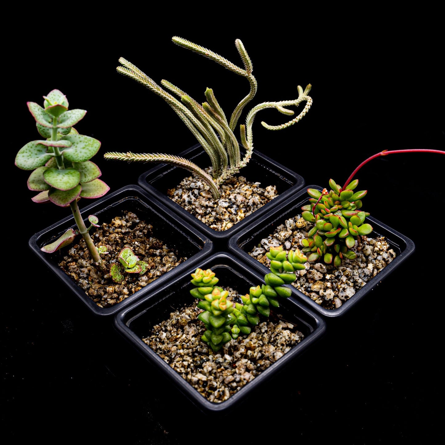 Pack Crassula - cactusandes