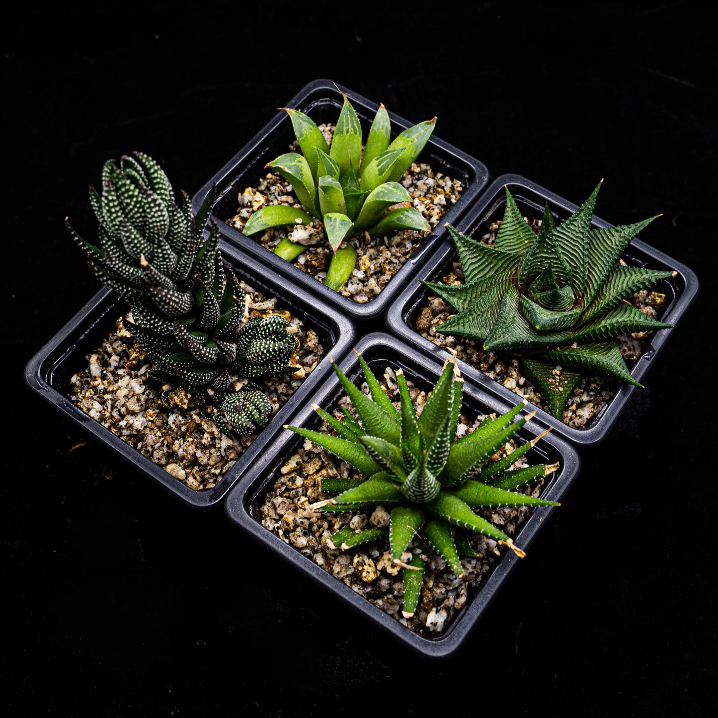 Pack Haworthia - cactusandes
