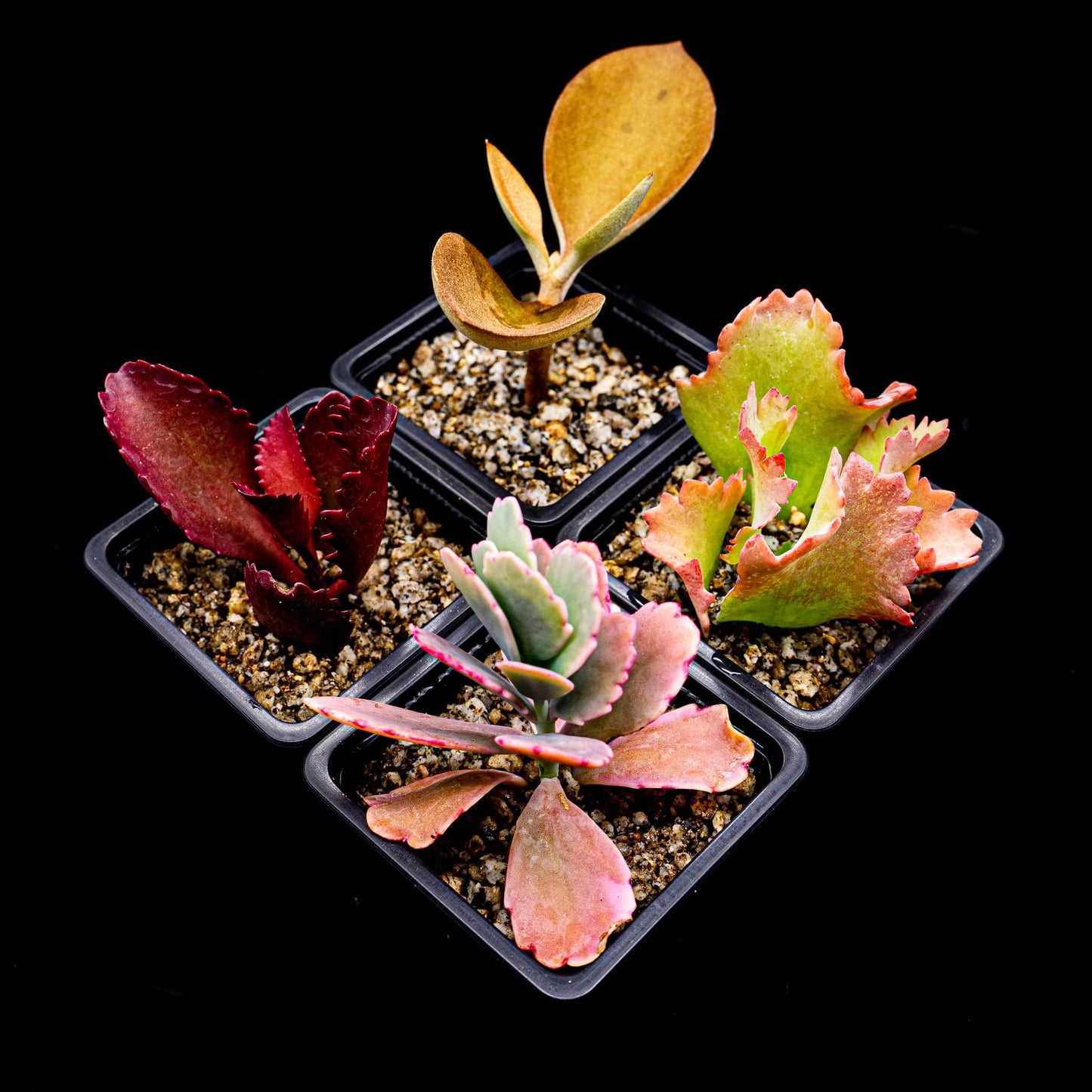 Pack Kalanchoe - cactusandes