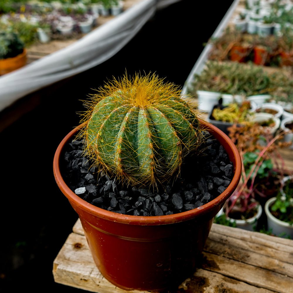 Parodia magnifica - cactusandes