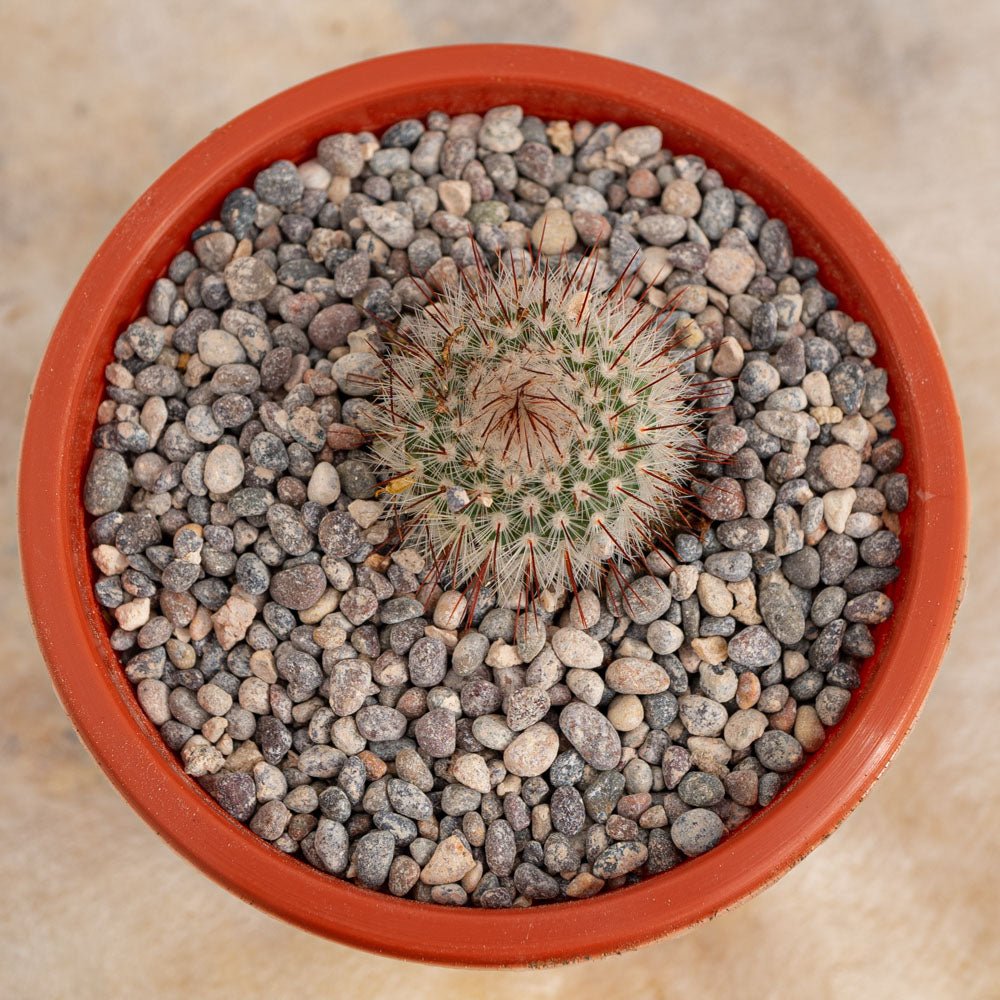 Parodia scopa - cactusandes