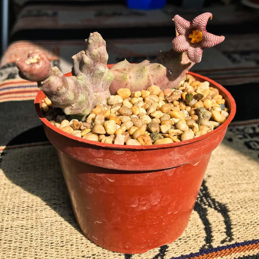 Piaranthus punctatus - cactusandes