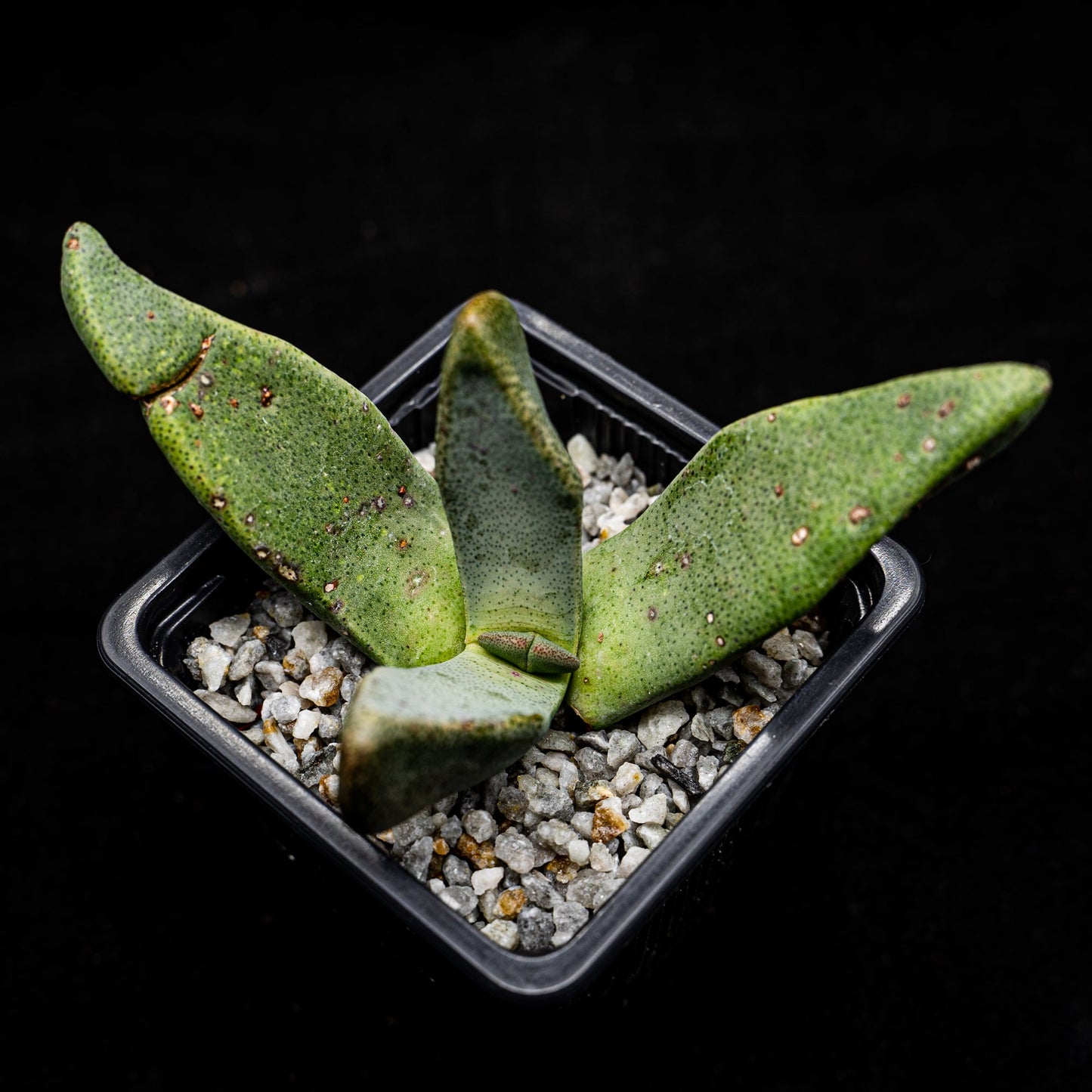 Pleiospilos compactus - cactusandes