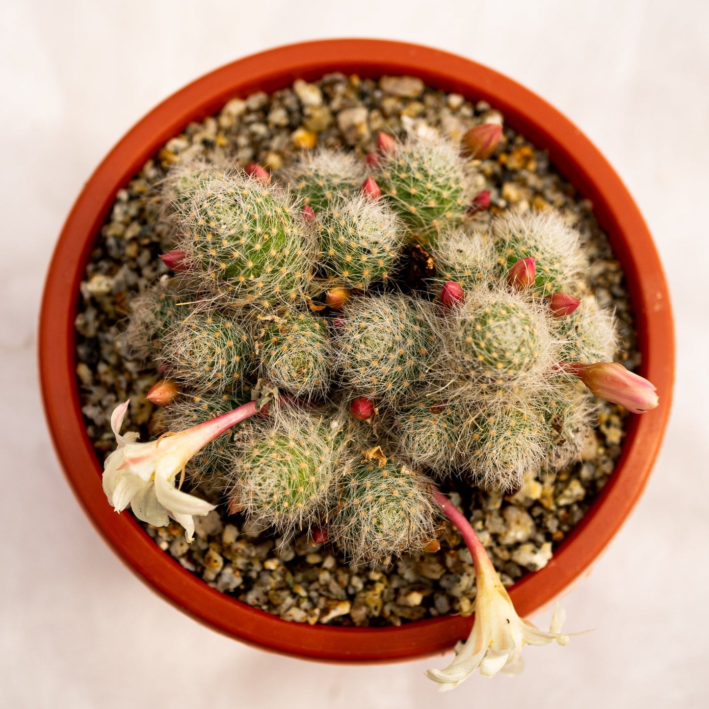 Rebutia albiflora - cactusandes