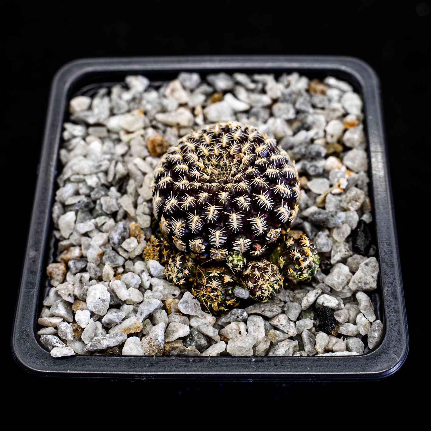 Rebutia híbrida - cactusandes