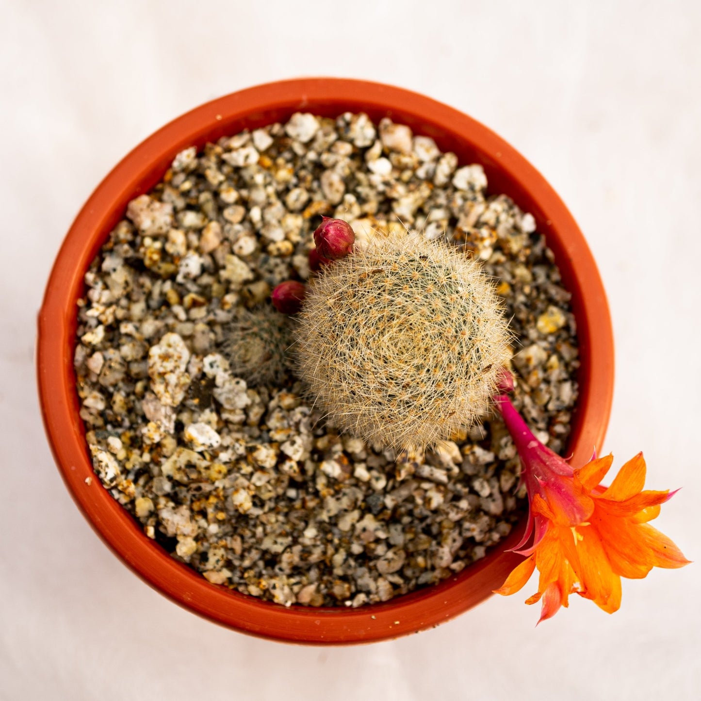 Rebutia muscula - cactusandes