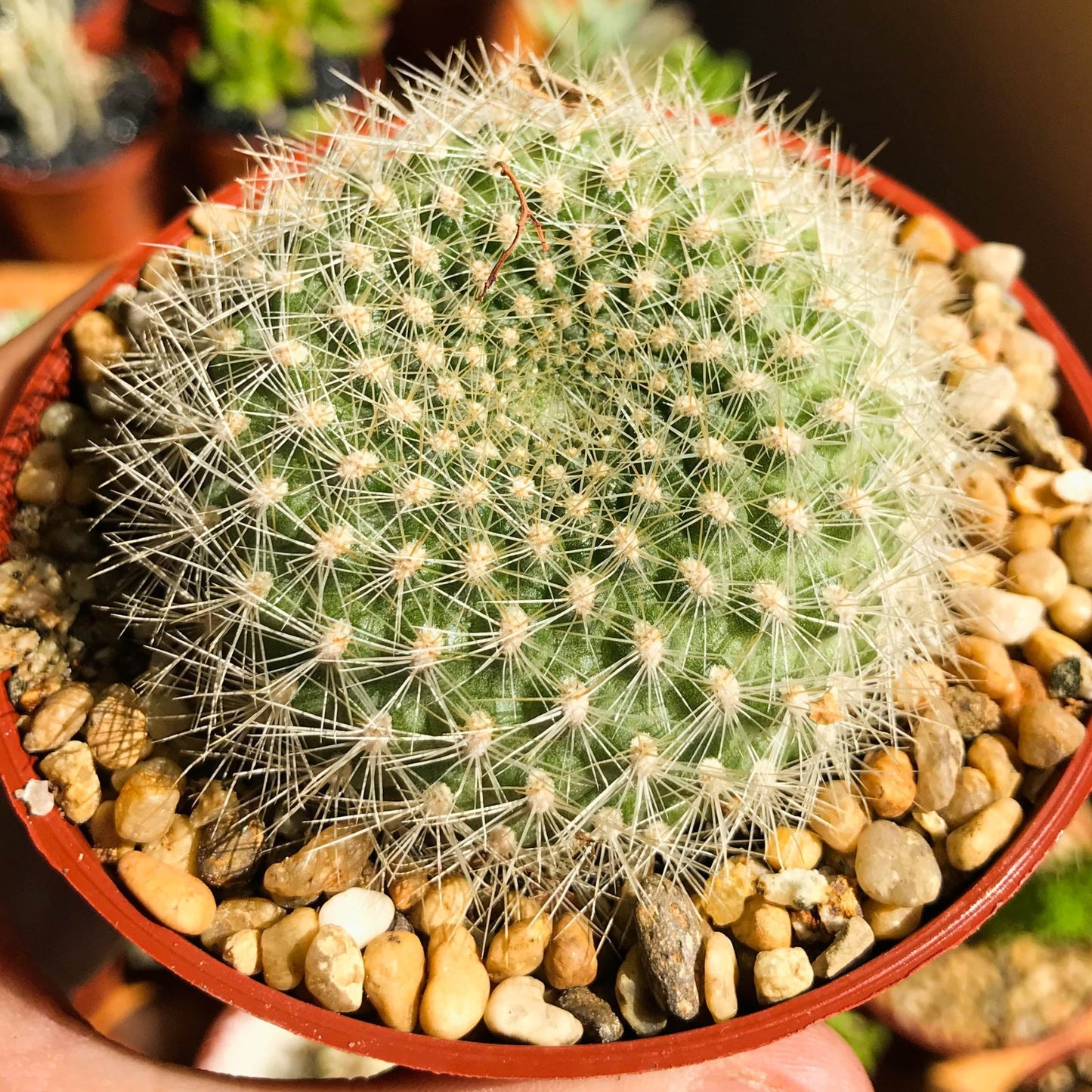 Rebutia senilis - cactusandes