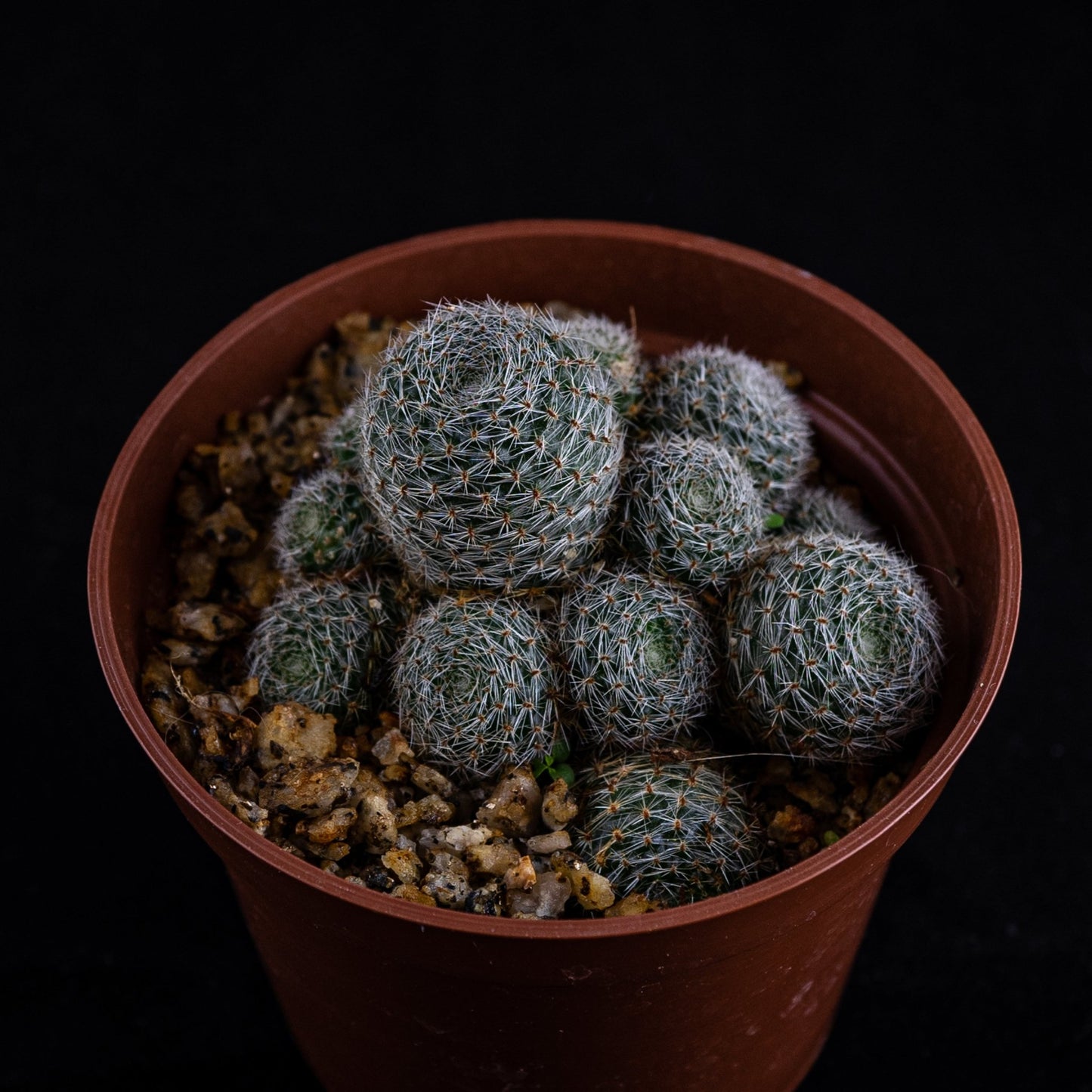 Rebutia "Sunrise" - cactusandes