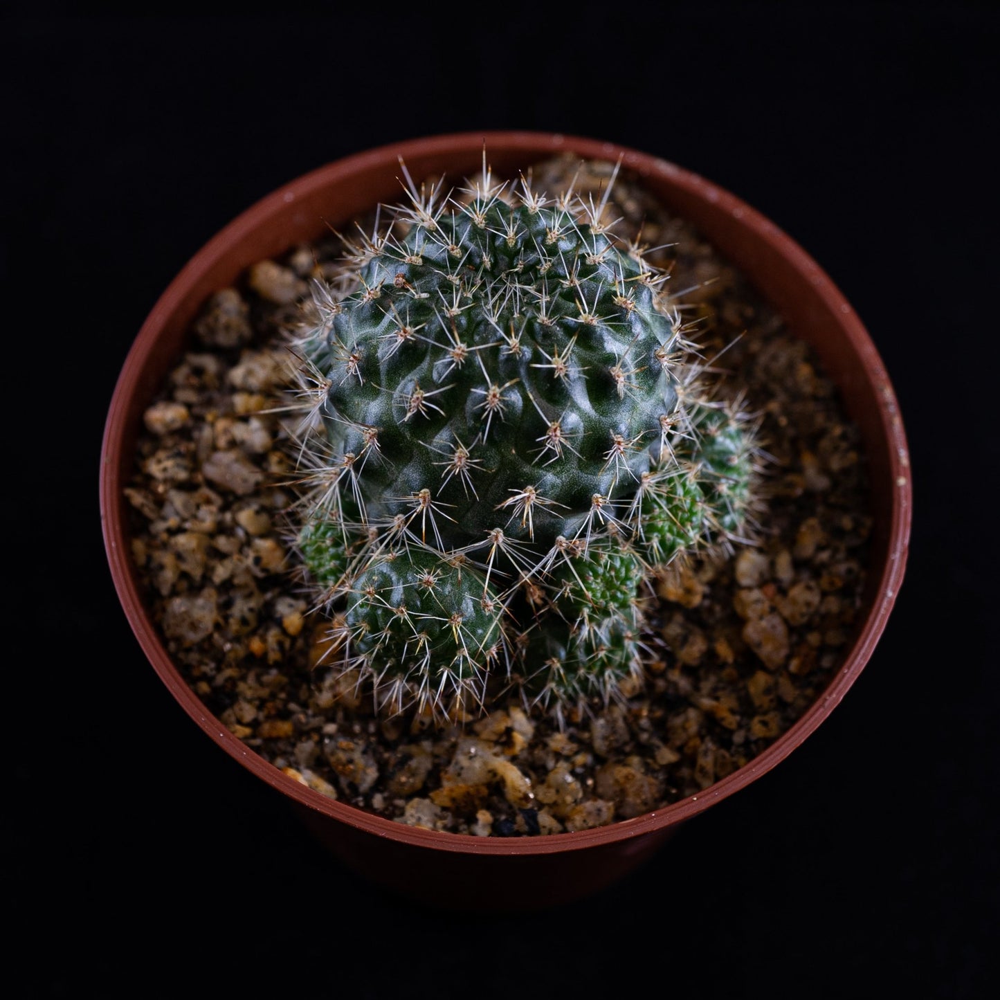 Rebutia walteri - cactusandes