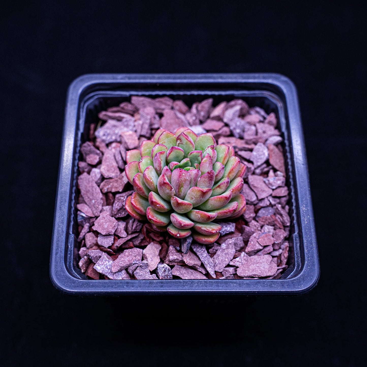 Sedeveria "Darley Dale" - cactusandes