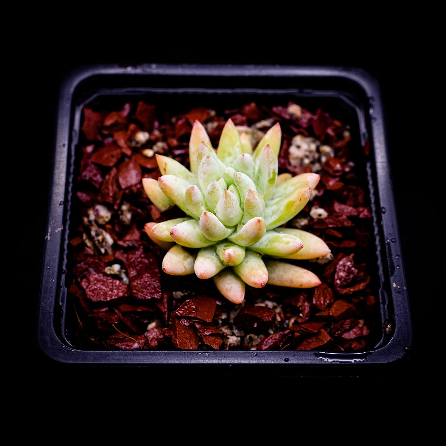 Sedeveria "Harry Butterfield" - cactusandes