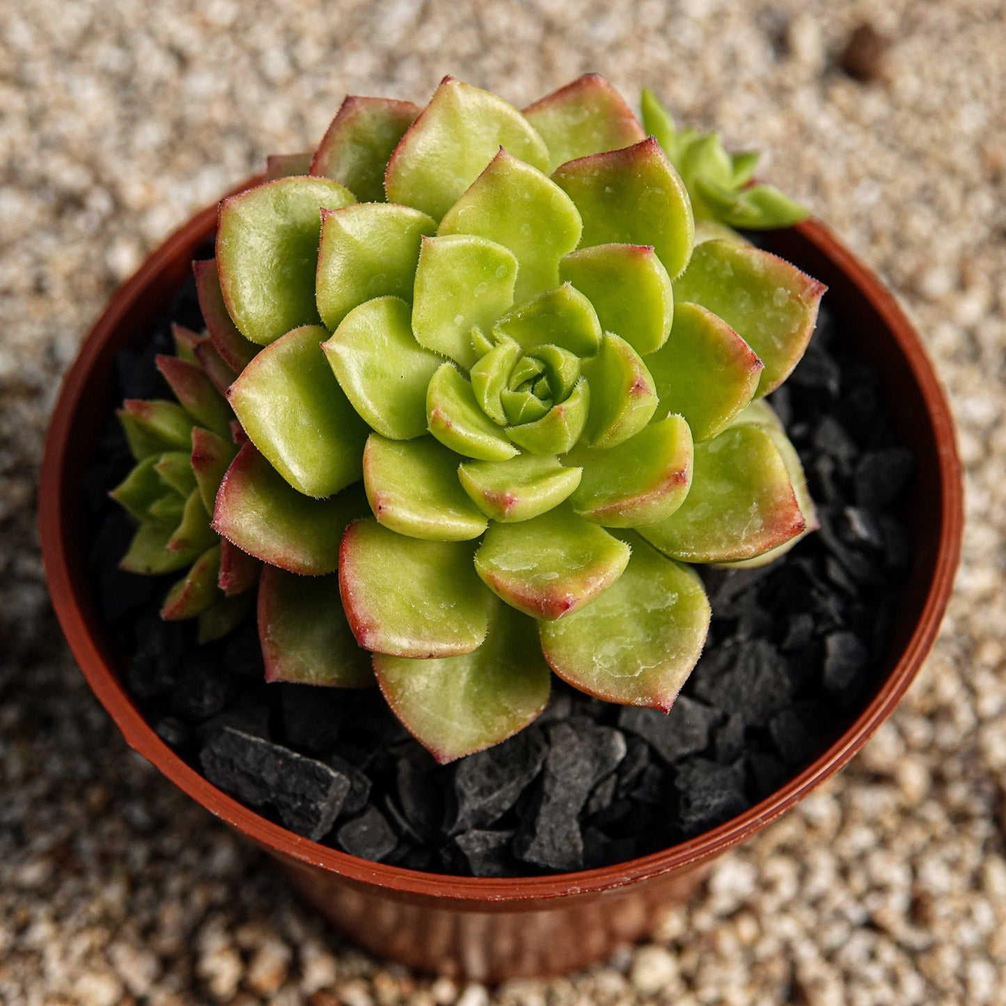 Sedeveria "Letizia" - cactusandes