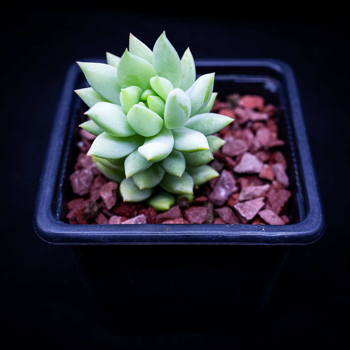 Sedeveria "Super Donkey Tail" - cactusandes