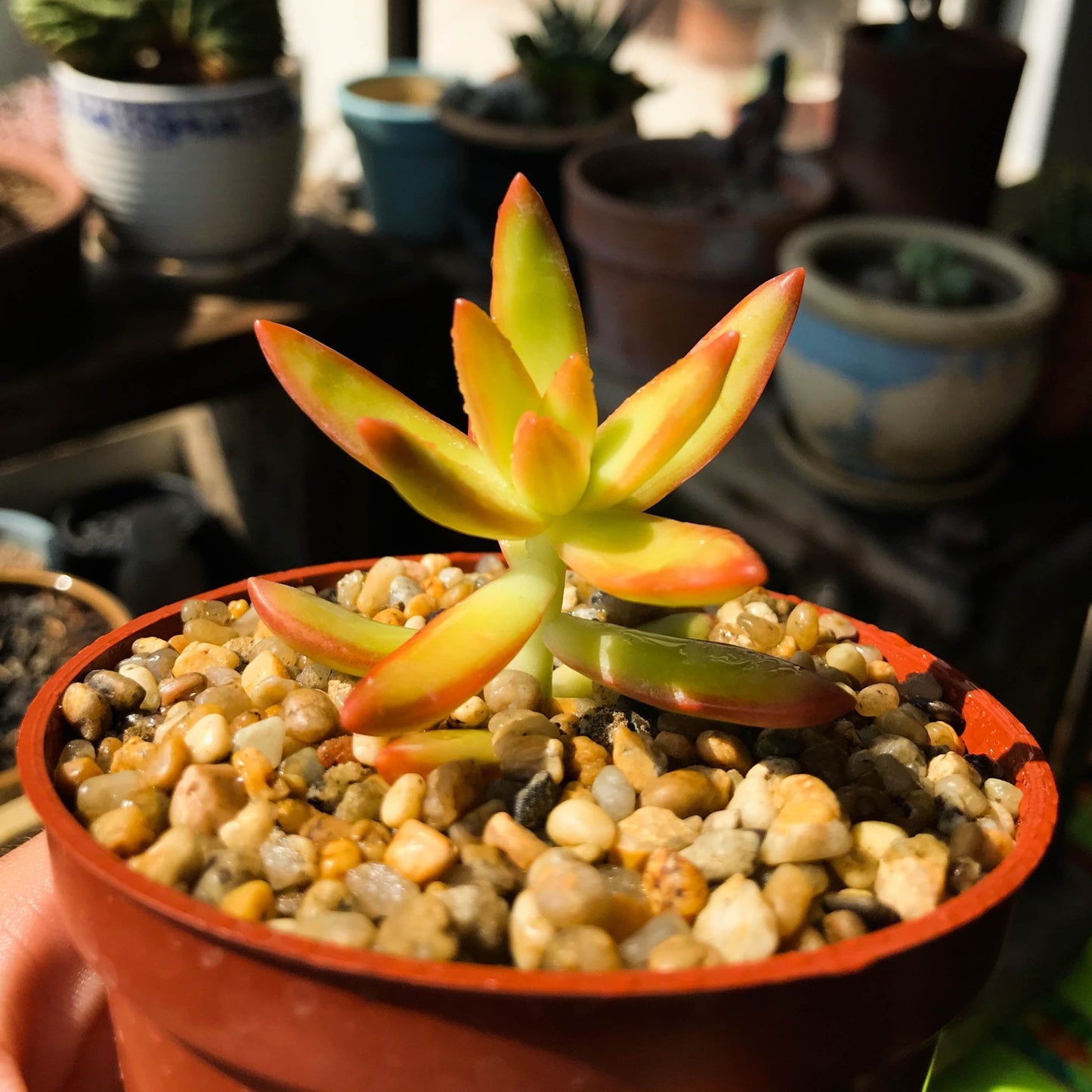 Sedum adolphii - cactusandes