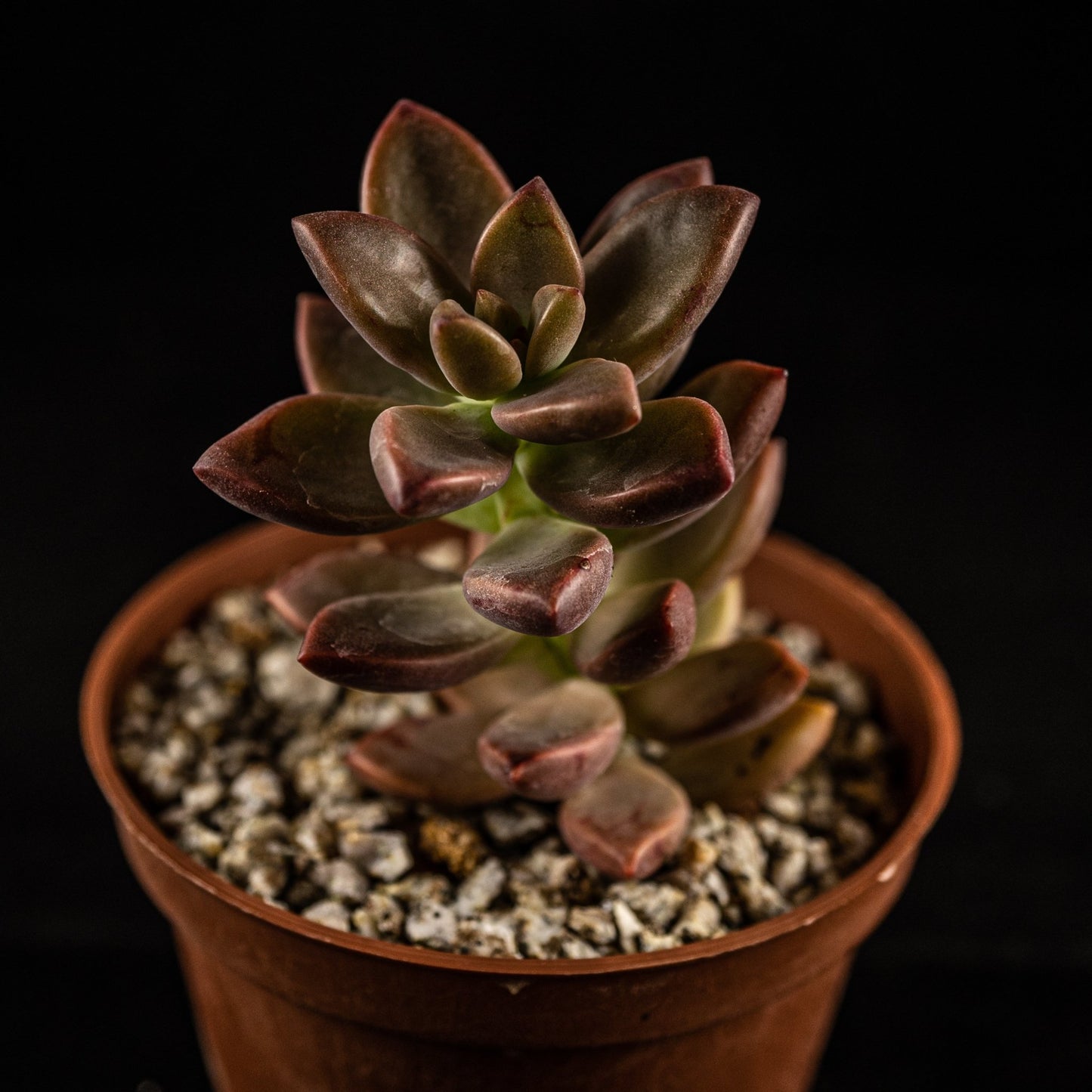 Sedum bronze - cactusandes