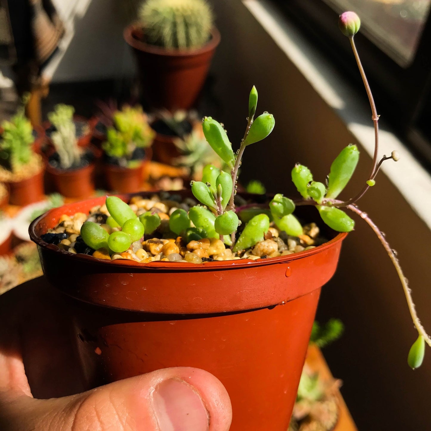 Sedum Caeruleum - cactusandes