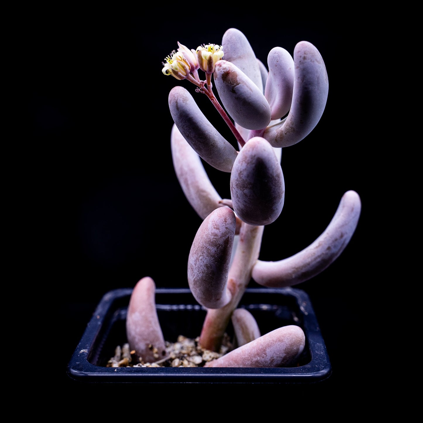 Sedum craigii - cactusandes