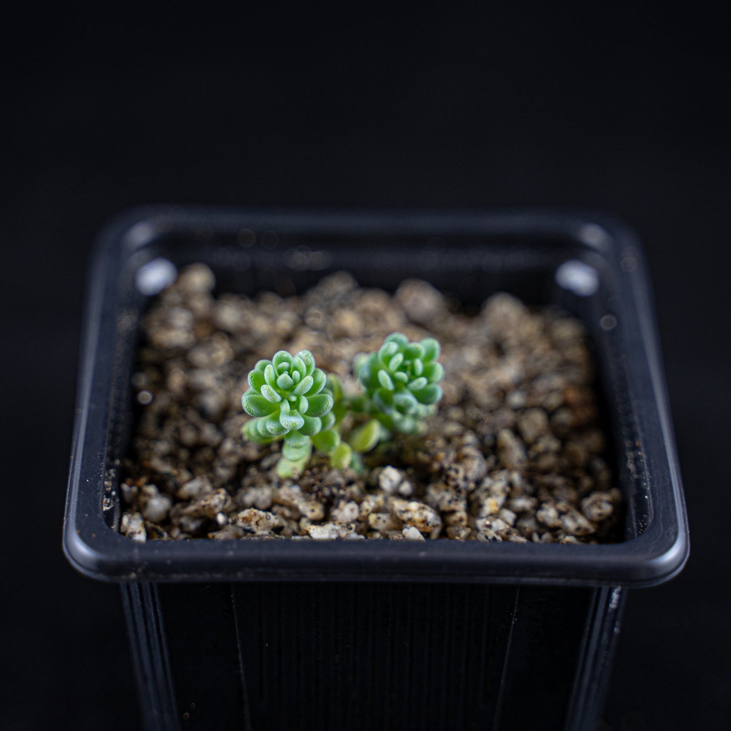 Sedum dasyphyllum "Major" - cactusandes