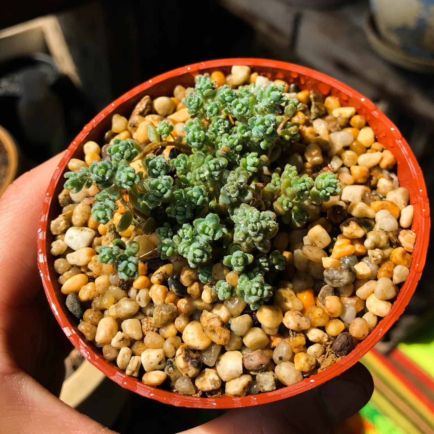 Sedum dasyphyllum "Minor" - cactusandes